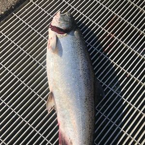 Meet your Posher, Hoang